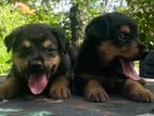 Rottweiler Puppies