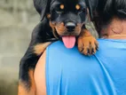 Rottweiler Puppies