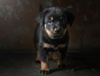 Rottweiler Puppies