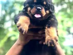 Rottweiler Puppies