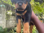 Rottweiler Puppies