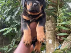 Rottweiler Puppies