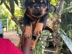 Rottweiler Puppies