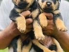 Rottweiler Puppies