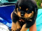Rottweiler Puppies