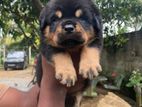 Rottweiler Puppies