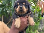 Rottweiler Puppies