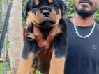 Rottweiler Puppies