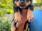 Rottweiler Puppies