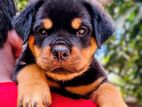 Rottweiler Puppies