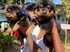Rottweiler Puppies