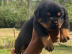 Rottweiler Puppies