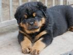 Rottweiler Puppies