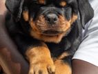 Rottweiler Puppies