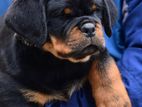 Rottweiler Puppies