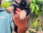 Rottweiler Puppies
