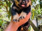 Rottweiler Puppies