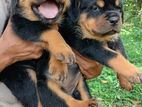 Rottweiler Puppies