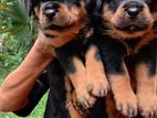 Rottweiler Puppies
