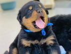 Rottweiler Puppies