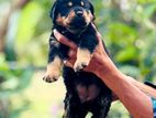 Rottweiler Puppies
