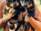 Rottweiler Puppies