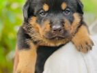Rottweiler Puppies