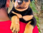 Rottweiler Puppies