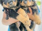 Rottweiler Puppies