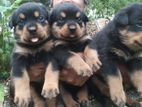 Rottweiler Puppies