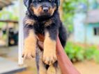 Rottweiler Puppies