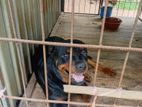 Rottweiler Puppies