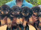Rottweiler Puppies