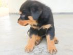 Rottweiler Puppies