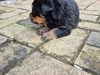 Rottweiler Puppies