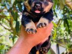 Rottweiler Puppies
