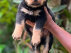 Rottweiler Puppies