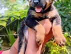 Rottweiler Puppies