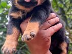 Rottweiler Puppies