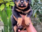 Rottweiler Puppies
