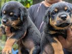 ROTTWEILER PUPPIES