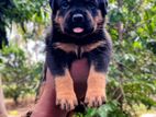 Rottweiler Puppies