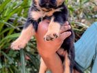 Rottweiler Puppies