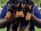 Rottweiler Puppies