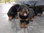 Rottweiler Puppies