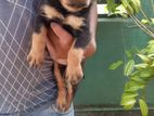 Rottweiler Puppies