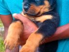 Rottweiler Puppies