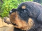 Rottweiler Puppies