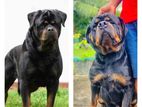 Rottweiler Puppies