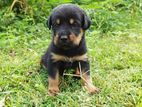 Rottweiler Puppies